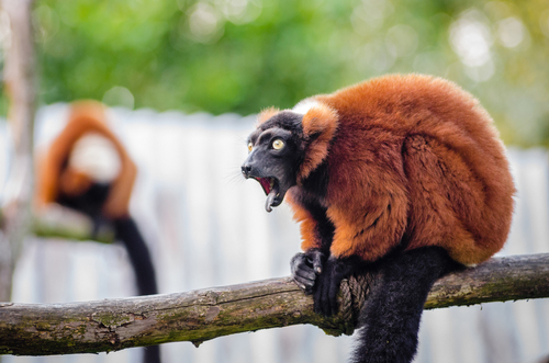 Red Ruffed Lemur