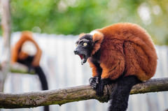 Red Ruffed Lemur photo 2