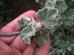 Malacothamnus fremontii