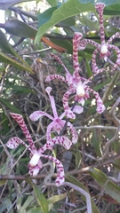 Arachnis flos-aeris
