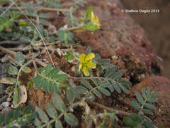 Tribulus terrestris image