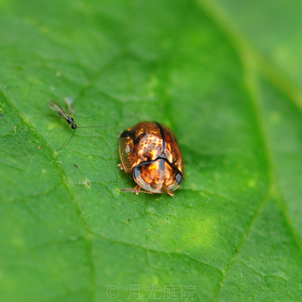 Glyphocassis lepida