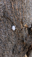 Cryptolaemus