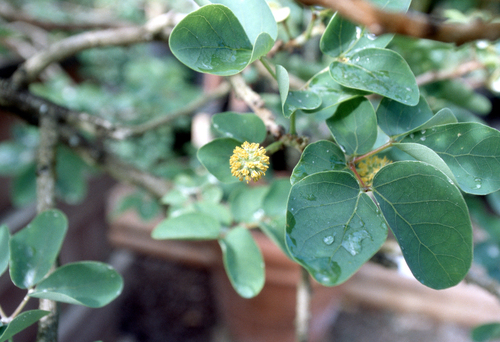 Kanaloa kahoolawensis