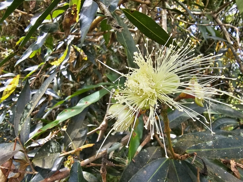 Syzygium jambos
