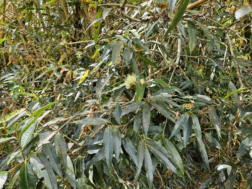 Syzygium jambos