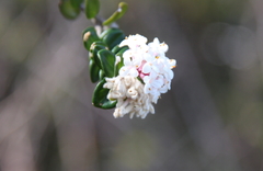 Pimelea nivea