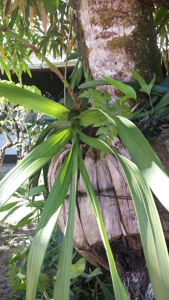 Eulophia falcigera