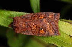 Eupsilia tristigmata