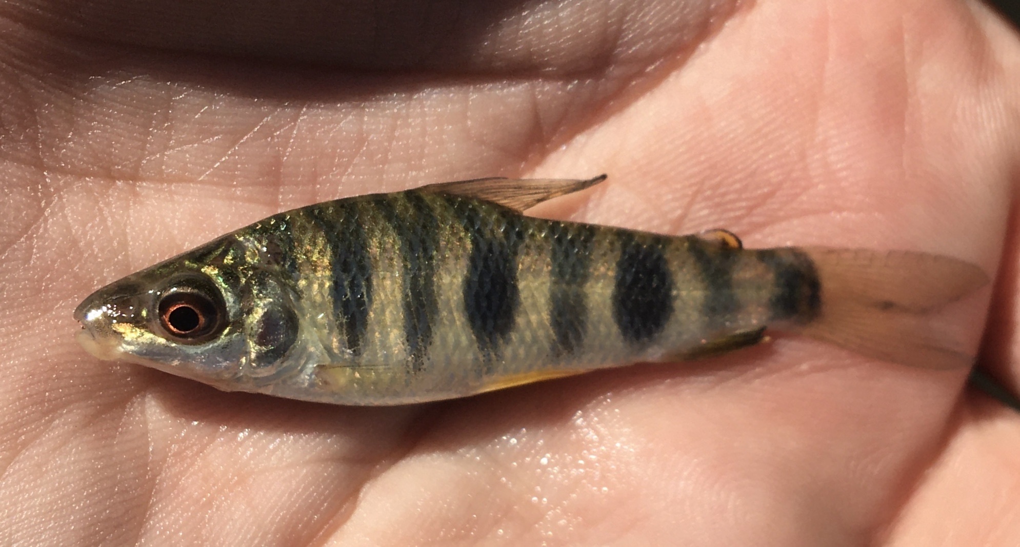 Leporinus obtusidens