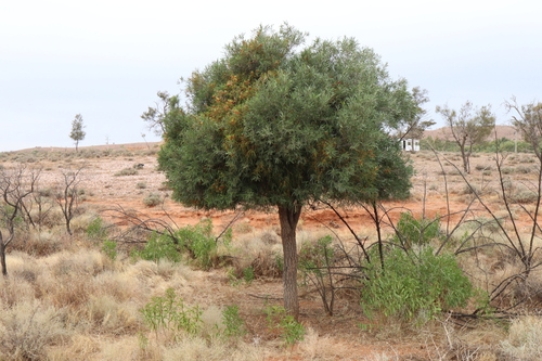 Image of Alectryon oleifolius by (c) Thomas Mesaglio, some rights reserved (CC BY)