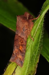 Eupsilia tristigmata