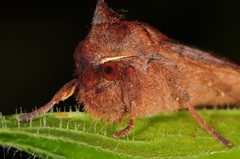 Eupsilia tristigmata