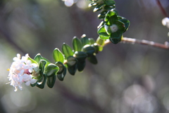 Pimelea nivea