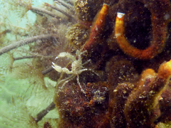 Halicarcinus