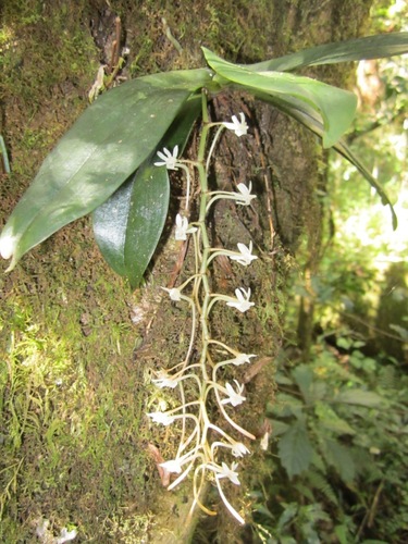 Aerangis macrocentra (Schltr.) Schltr. 4