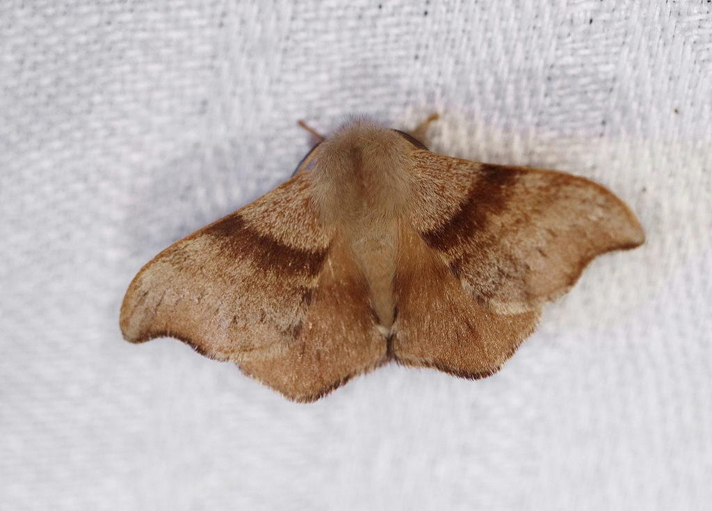 Panacelinae