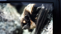 Eptesicus nilssonii