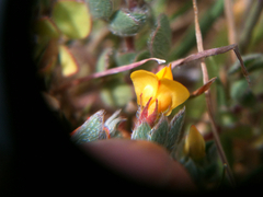 Acmispon wrangelianus