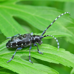 Anoplophora chinensis