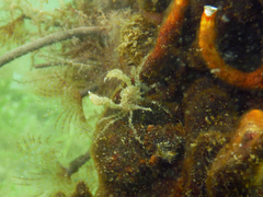 Halicarcinus