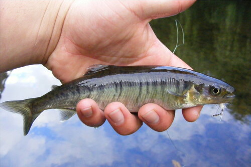 Zebra galaxias (Aplochiton zebra) — Galaxiidae