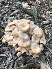 Desarmillaria caespitosa image