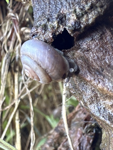 Prickly Pear Snail