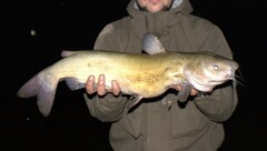 Channel Catfish photo 4