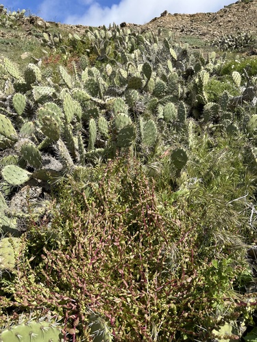 San Diego coastalcreeper (Aphanisma blitoides)