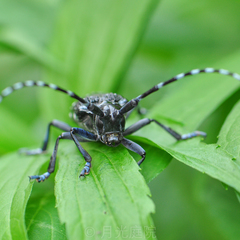 Anoplophora chinensis
