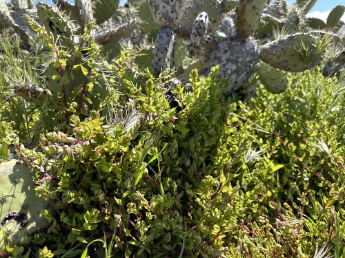 San Diego coastalcreeper (Aphanisma blitoides)