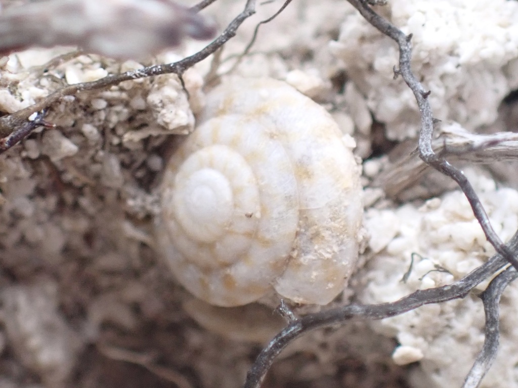 Lesser Bermuda Land Snail