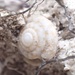 Lesser Bermuda Land Snail - Photo (c) Luke Foster, some rights reserved (CC BY-NC), uploaded by Luke Foster