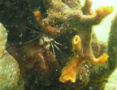 Halicarcinus