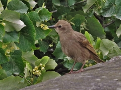 Sturnus vulgaris