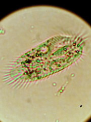 Spirotrichea