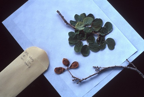 Kanaloa kahoolawensis