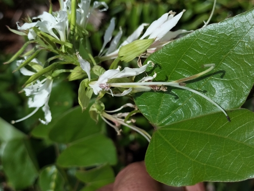 Image of Bauhinia divaricata by (c) Jalil R., some rights reserved (CC BY-SA)