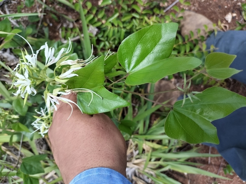 Image of Bauhinia divaricata by (c) Jalil R., some rights reserved (CC BY-SA)