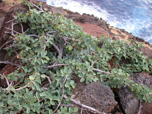 Kanaloa kahoolawensis