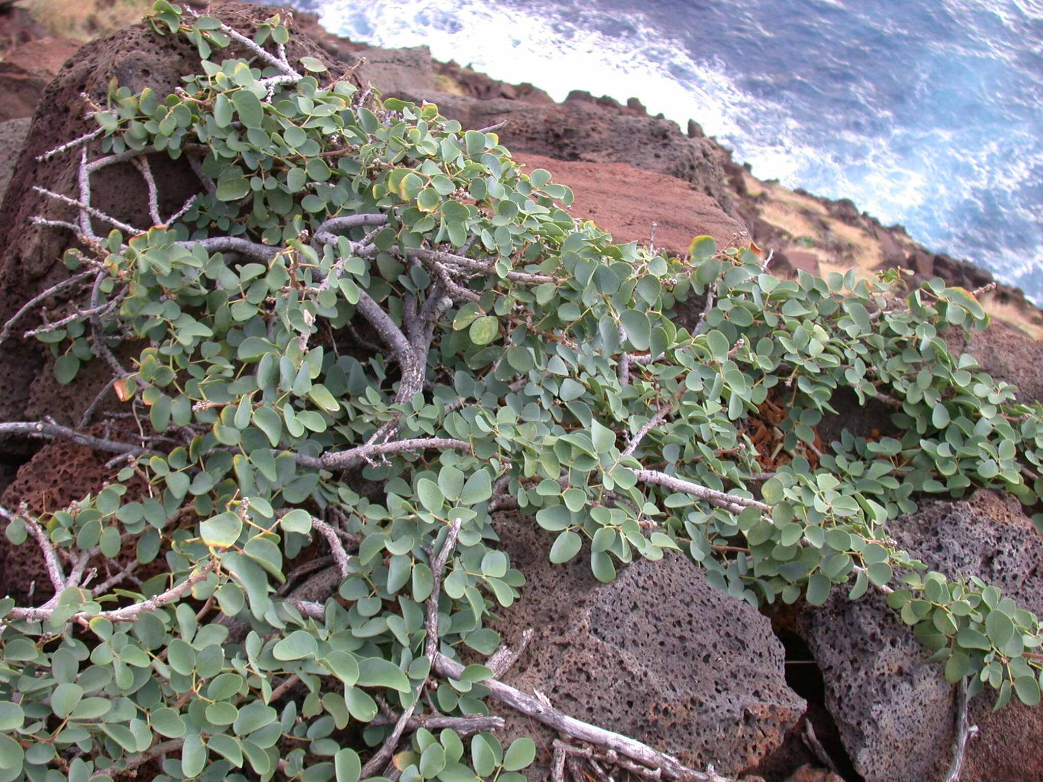 Kanaloa kahoolawensis