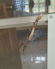 Toxoderopsis