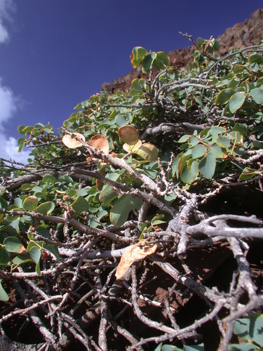 Kanaloa kahoolawensis