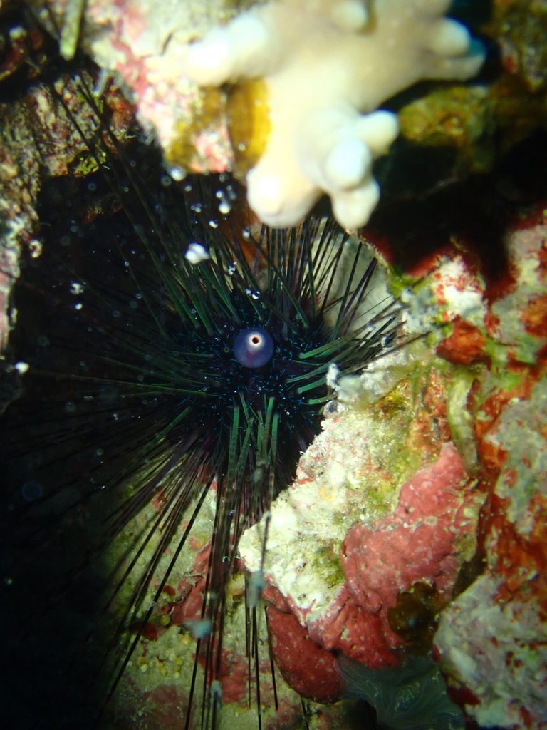 Diadema setosum