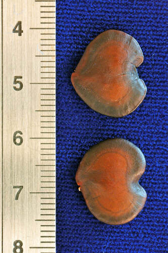 Kanaloa kahoolawensis