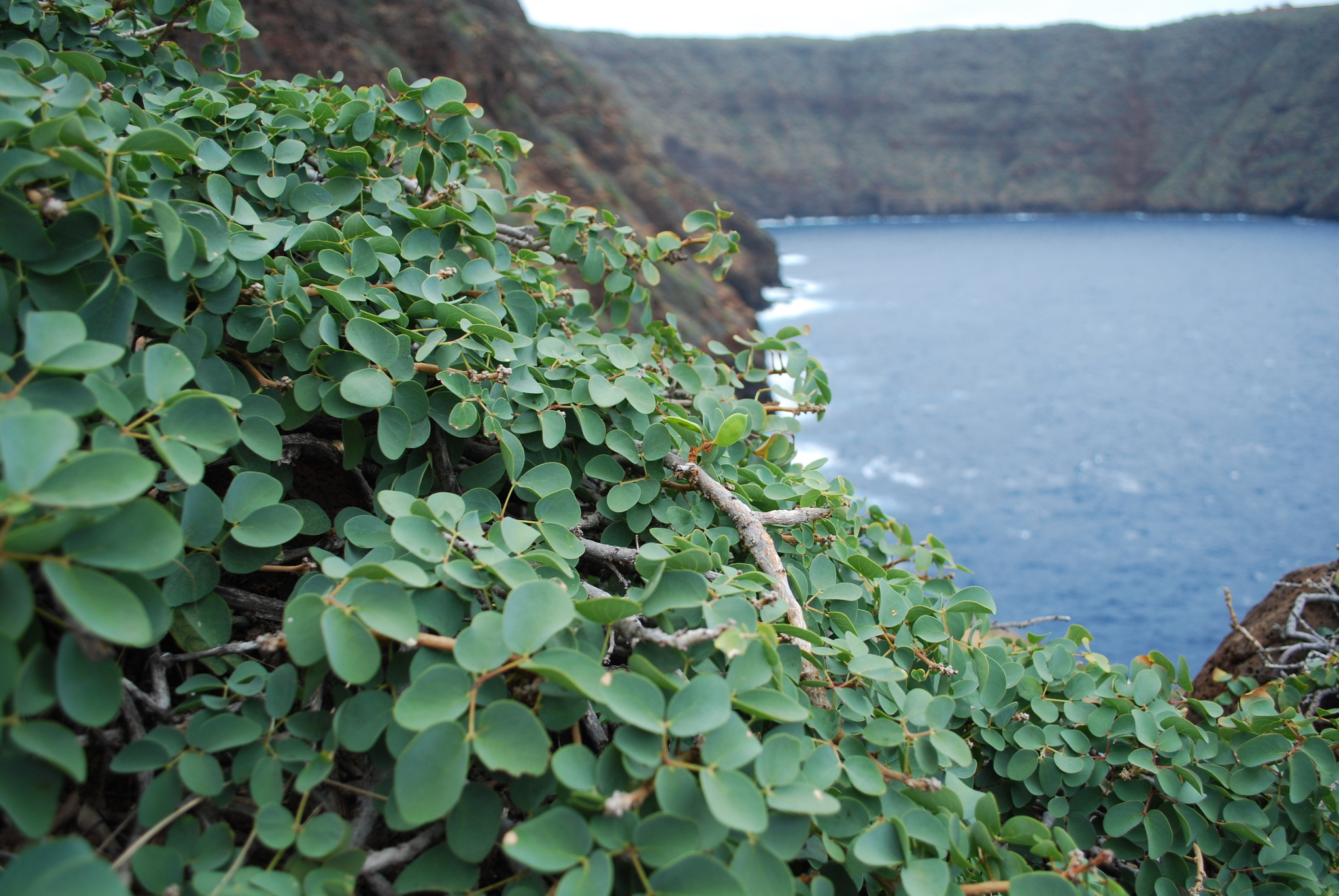 Kanaloa