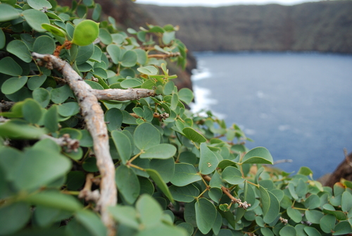 Kanaloa kahoolawensis