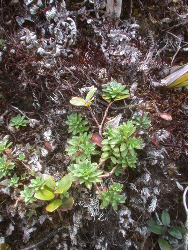 Keysseria erici
