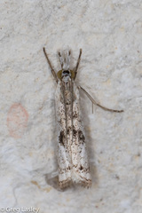 Microcrambus croesus